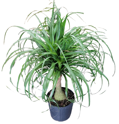 Palm Ponytail Guatemalensis